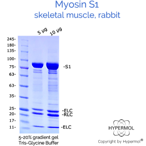 Myosin S1 SDS PAGE